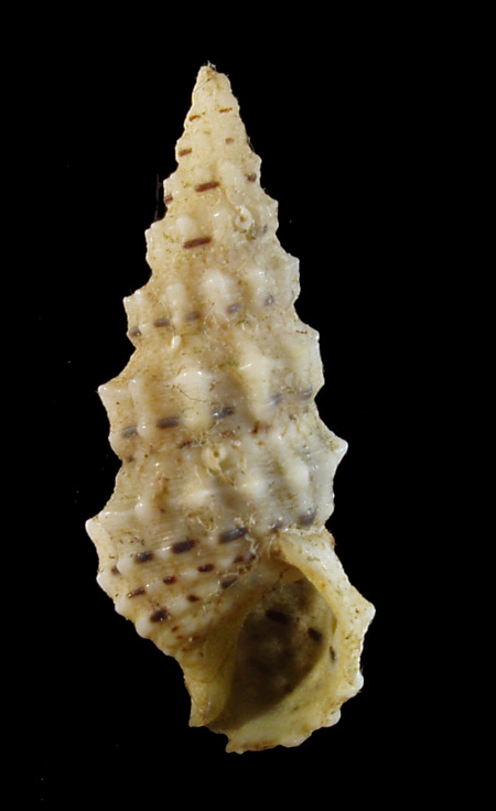 Cerithium lividulum e repandanum