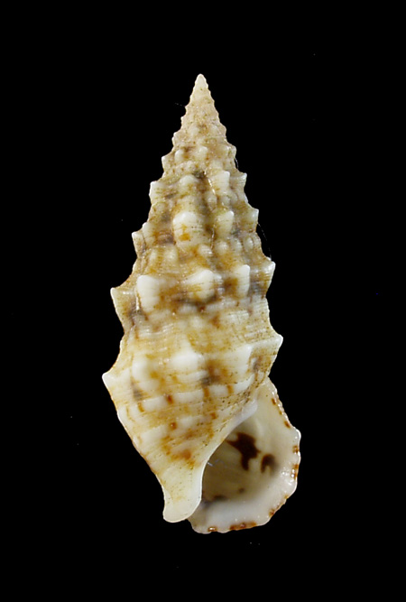 Cerithium lividulum e repandanum