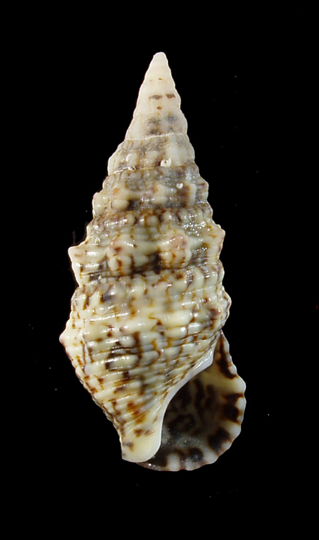 Cerithium lividulum e repandanum