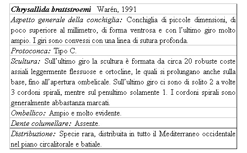 Il genere Chrysallida nel Mediterraneo