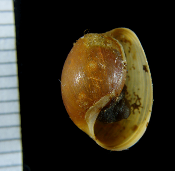 Haminoea callidigenita