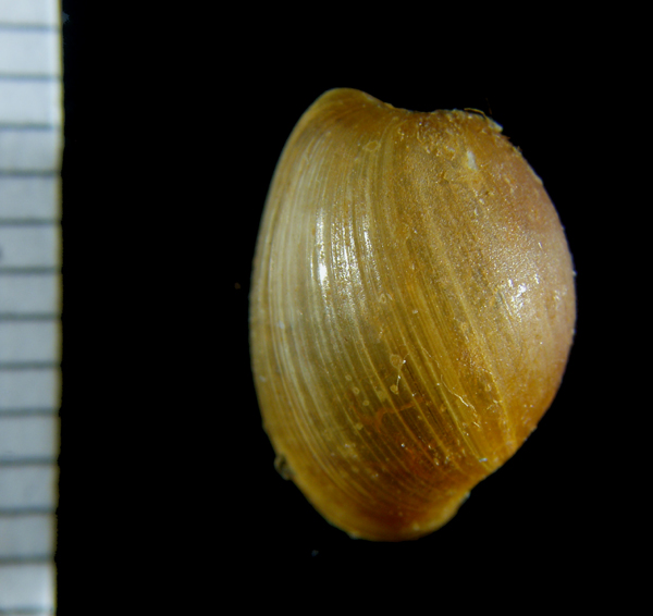 Haminoea callidigenita