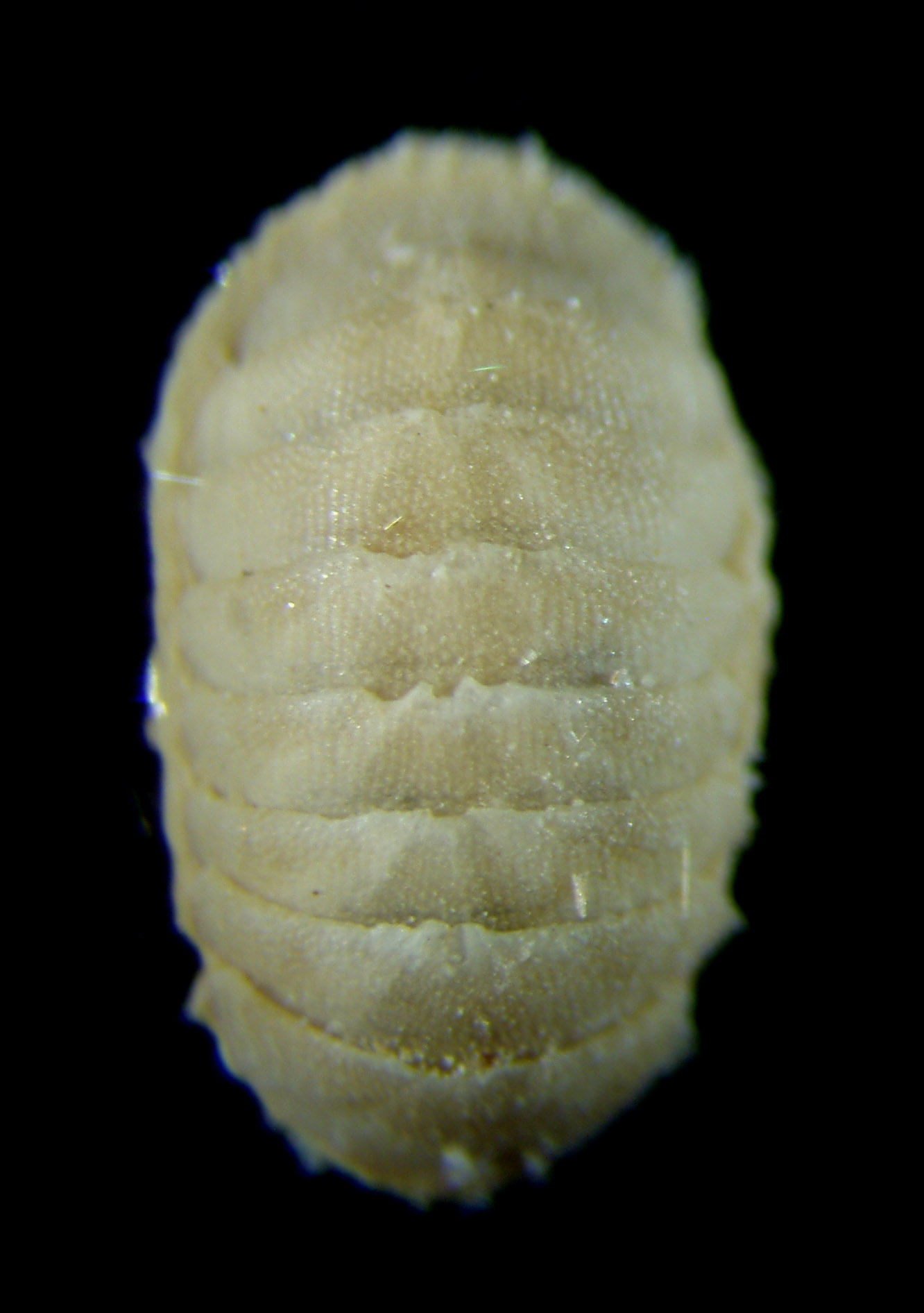 Lepidopleurus cancellatus  (Sowerby G.B.II, 18