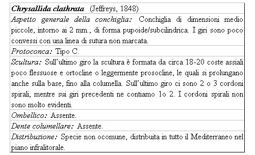 Il genere Chrysallida nel Mediterraneo