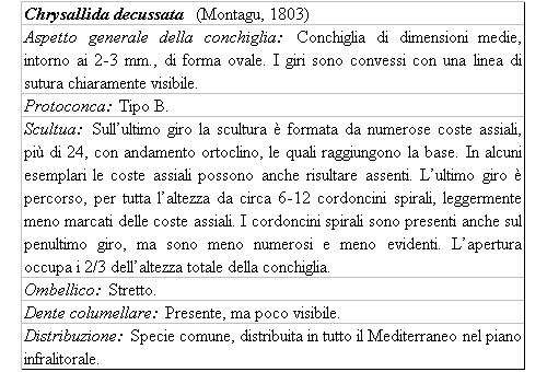 Il genere Chrysallida nel Mediterraneo