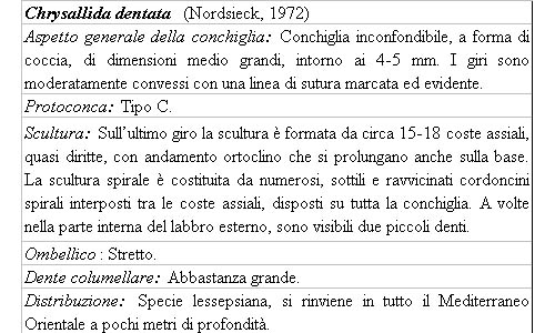 Il genere Chrysallida nel Mediterraneo