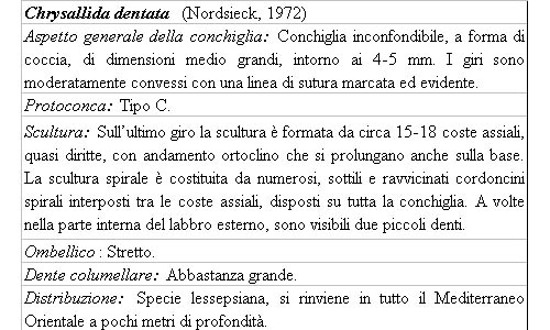 Il genere Chrysallida nel Mediterraneo