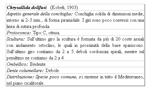 Il genere Chrysallida nel Mediterraneo
