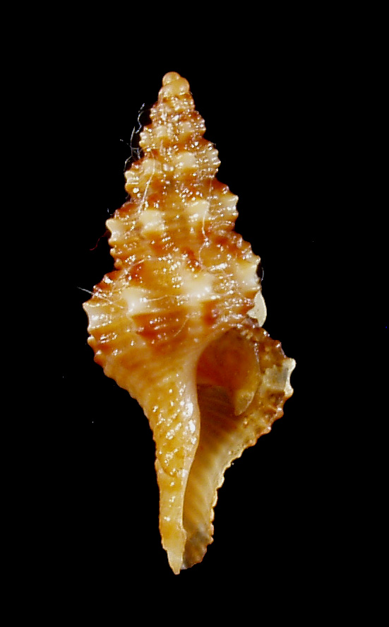 Fusinus pulchellus (Philippi, 1844)
