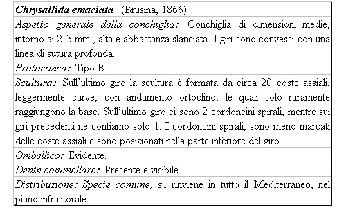 Il genere Chrysallida nel Mediterraneo