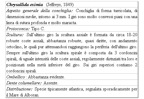 Il genere Chrysallida nel Mediterraneo