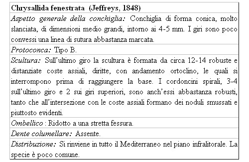 Il genere Chrysallida nel Mediterraneo