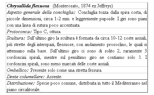 Il genere Chrysallida nel Mediterraneo