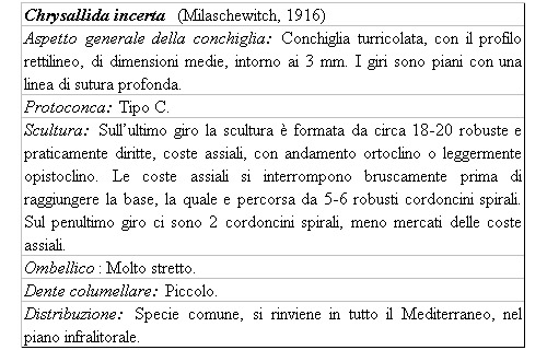 Il genere Chrysallida nel Mediterraneo