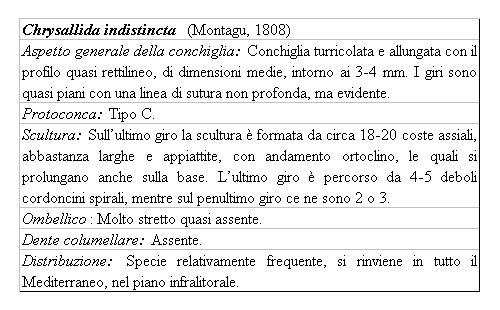 Il genere Chrysallida nel Mediterraneo