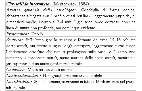 Il genere Chrysallida nel Mediterraneo