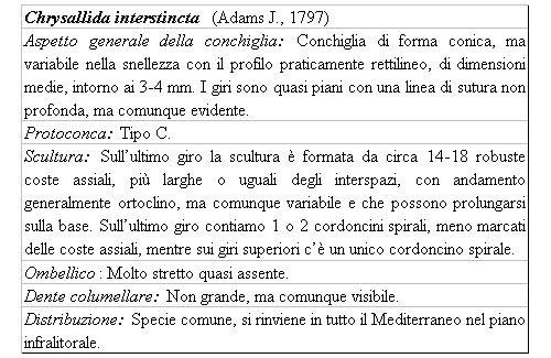 Il genere Chrysallida nel Mediterraneo