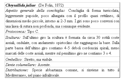 Il genere Chrysallida nel Mediterraneo