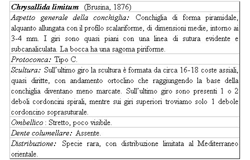 Il genere Chrysallida nel Mediterraneo