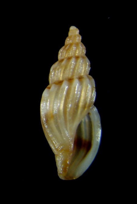 Aiuto determinazione