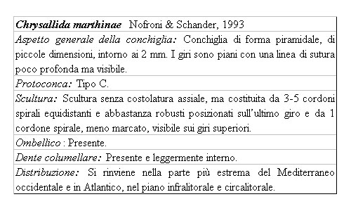 Il genere Chrysallida nel Mediterraneo