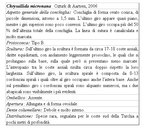 Il genere Chrysallida nel Mediterraneo