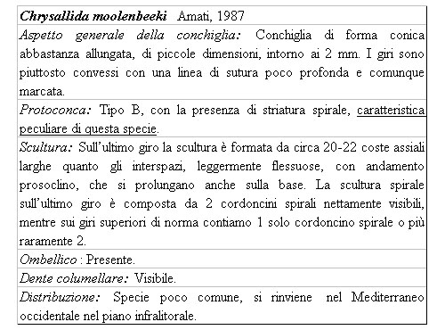 Il genere Chrysallida nel Mediterraneo