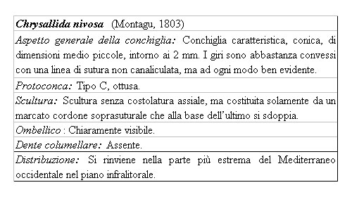 Il genere Chrysallida nel Mediterraneo