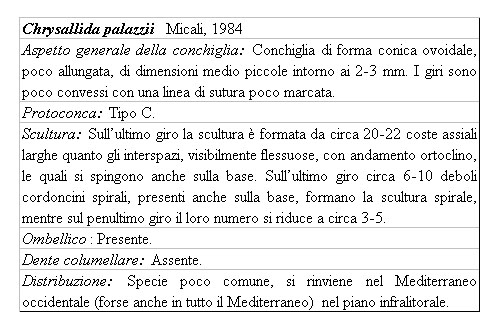 Il genere Chrysallida nel Mediterraneo