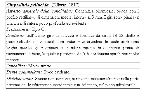 Il genere Chrysallida nel Mediterraneo