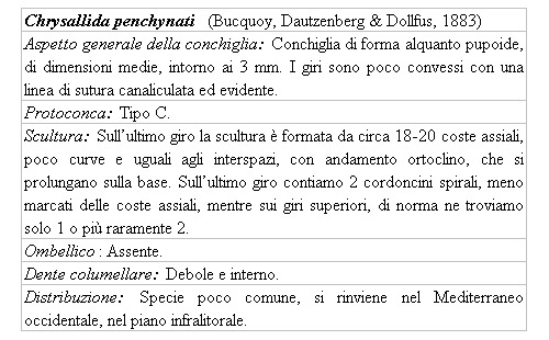 Il genere Chrysallida nel Mediterraneo