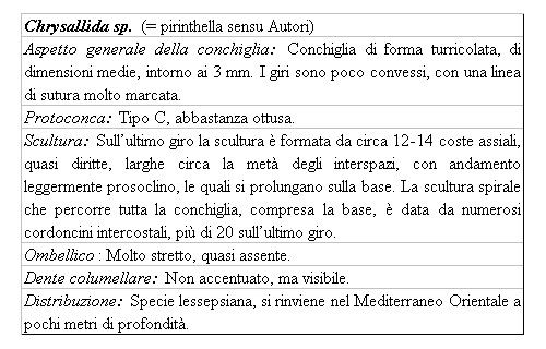 Il genere Chrysallida nel Mediterraneo