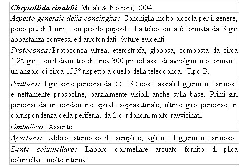 Il genere Chrysallida nel Mediterraneo