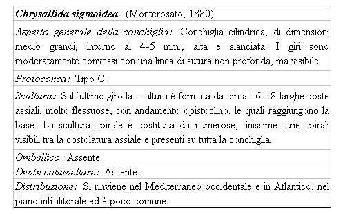 Il genere Chrysallida nel Mediterraneo