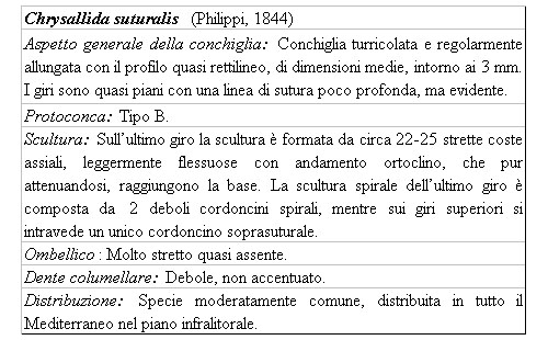 Il genere Chrysallida nel Mediterraneo