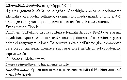 Il genere Chrysallida nel Mediterraneo