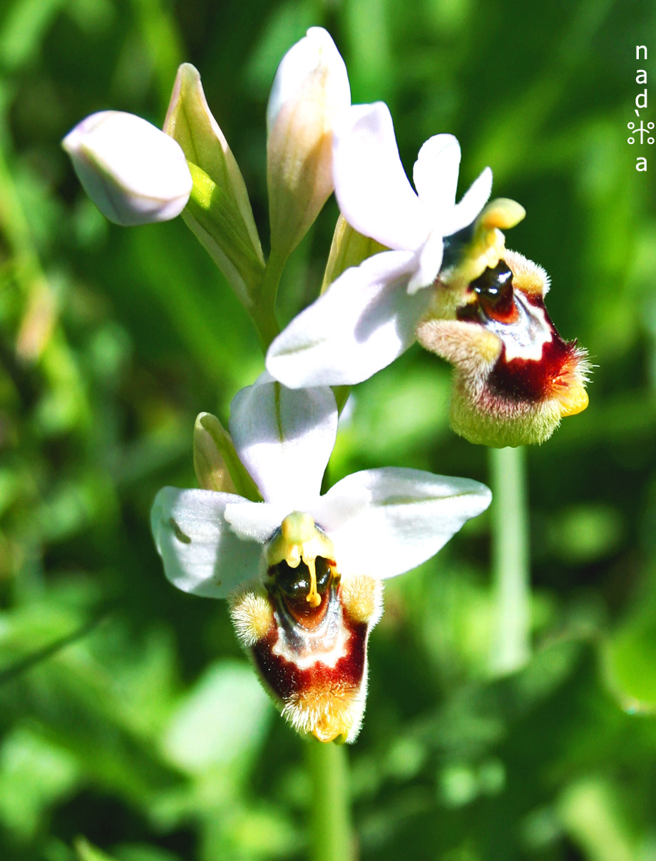 Ophrys tenthredinifera
