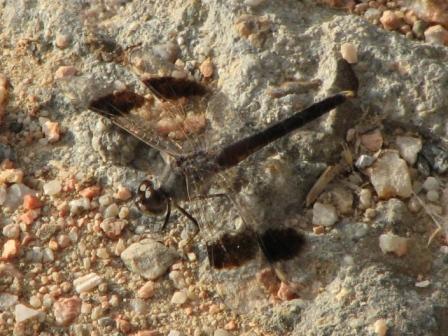 libellula da determinare