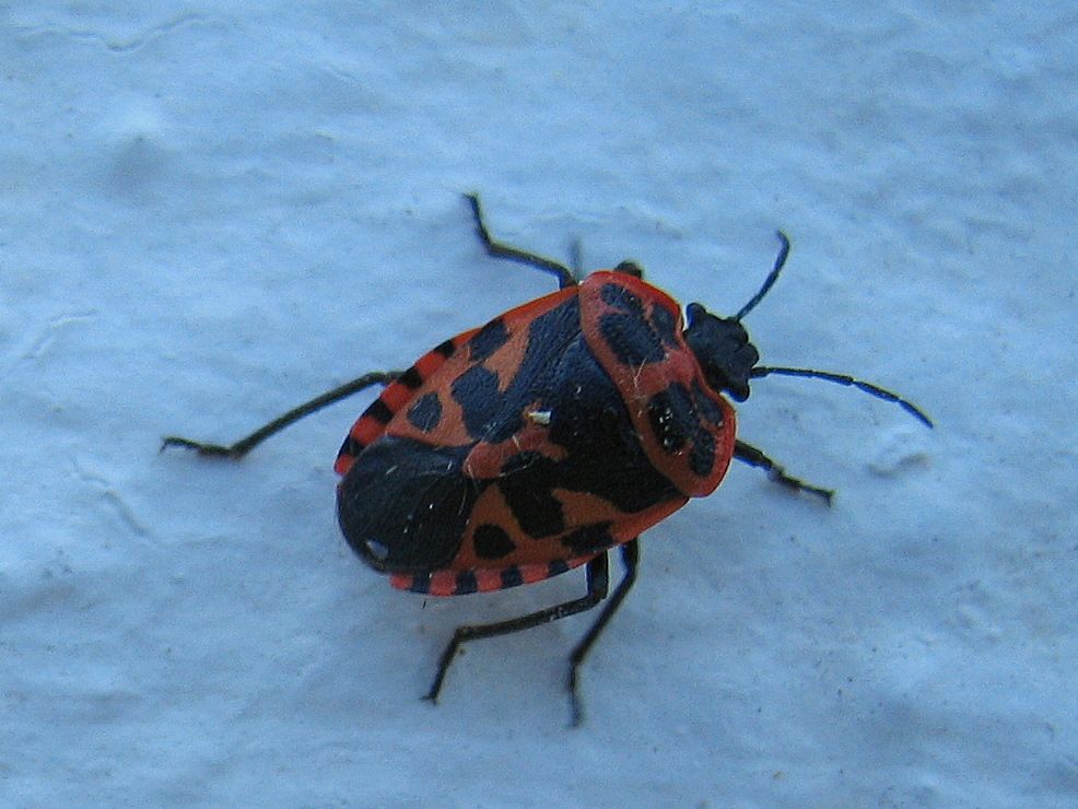 Pentatomidae: Eurydema eckerleini dell''Isola di Creta