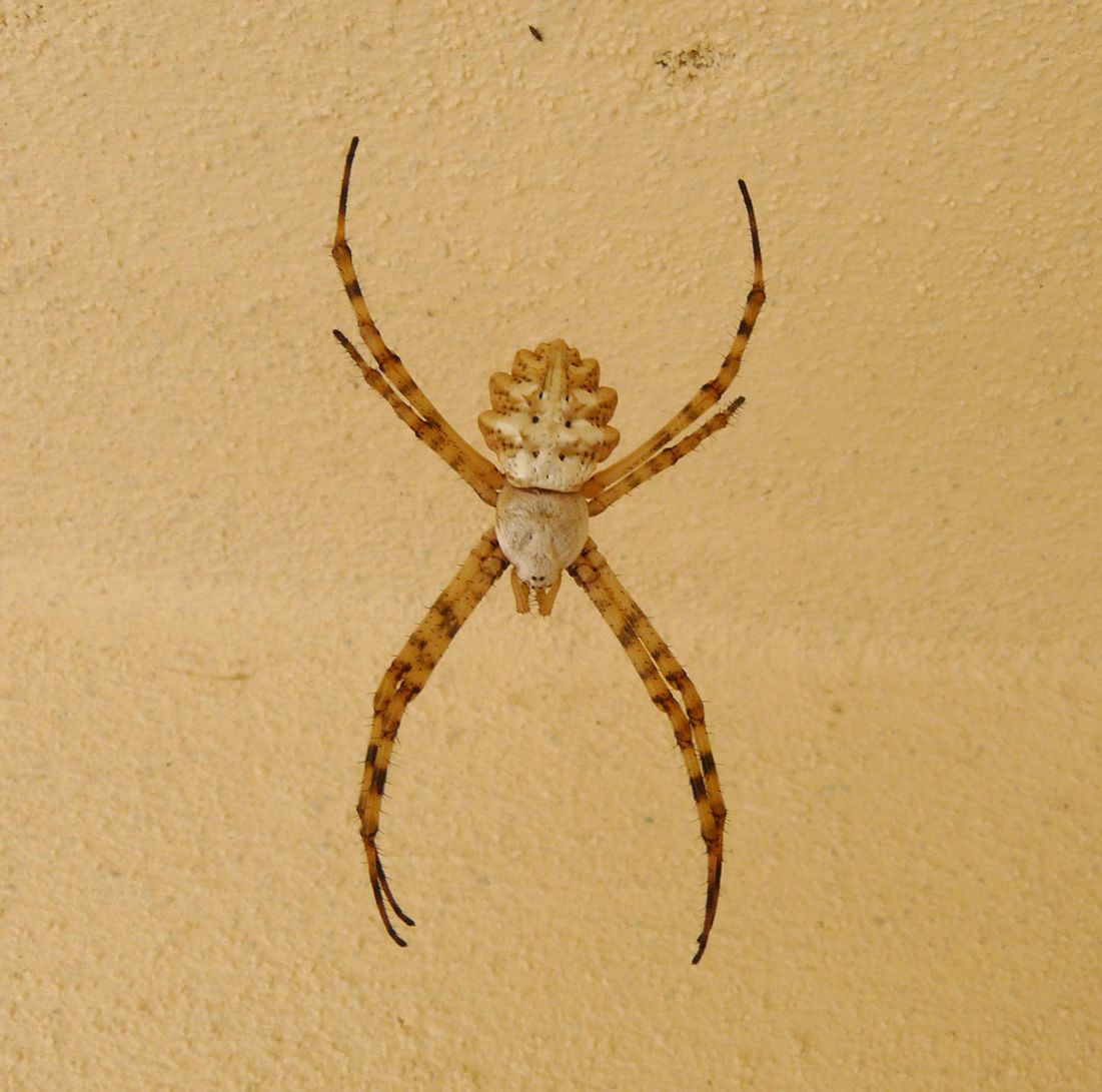 Argiope lobata