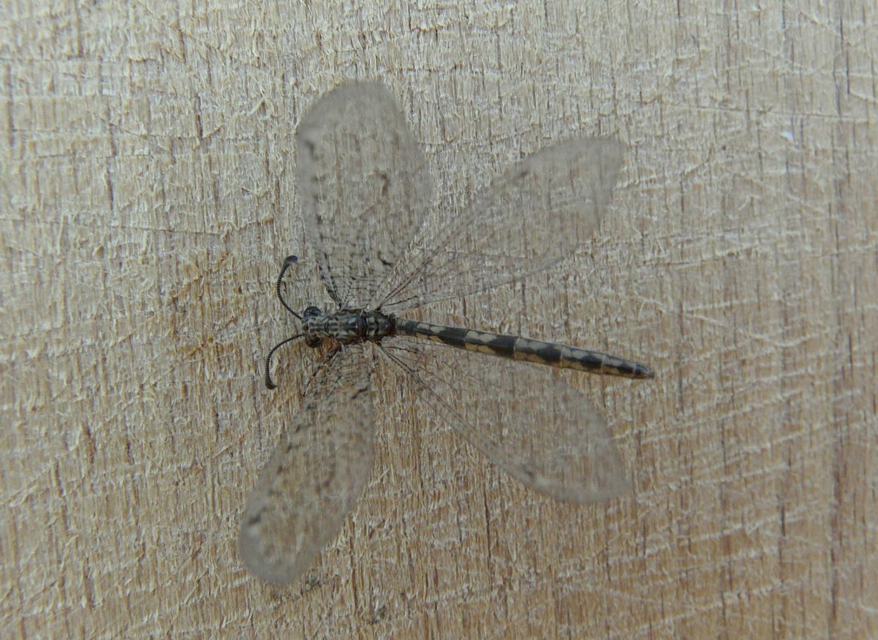 Distoleon annulatus