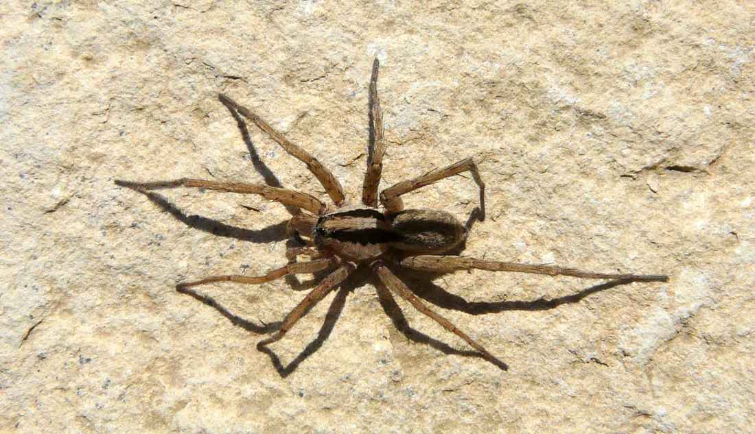Hogna radiata