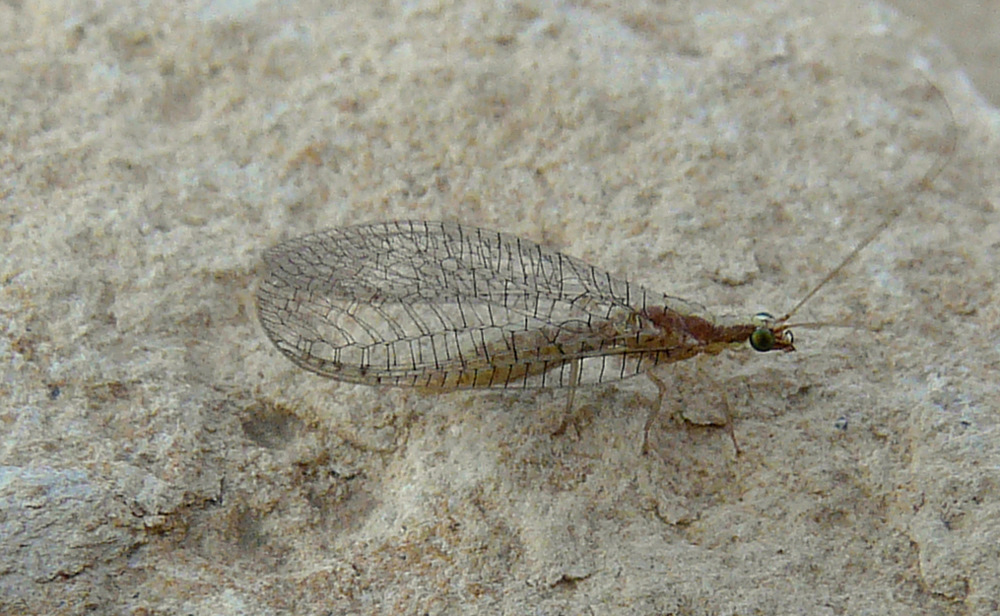 Dichochrysa sp. from Crete