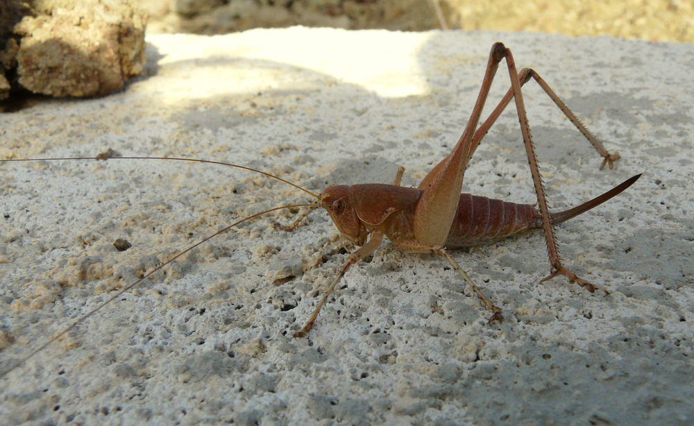 from Crete: Rhacocleis cf. germanica