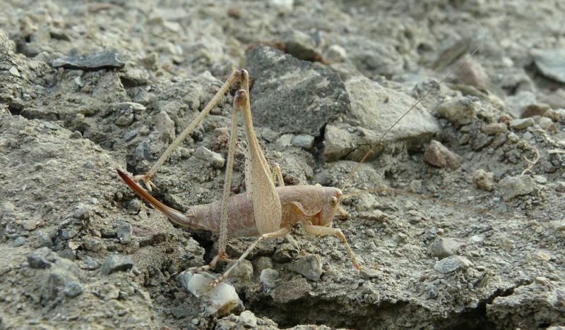 from Crete: Rhacocleis cf. germanica