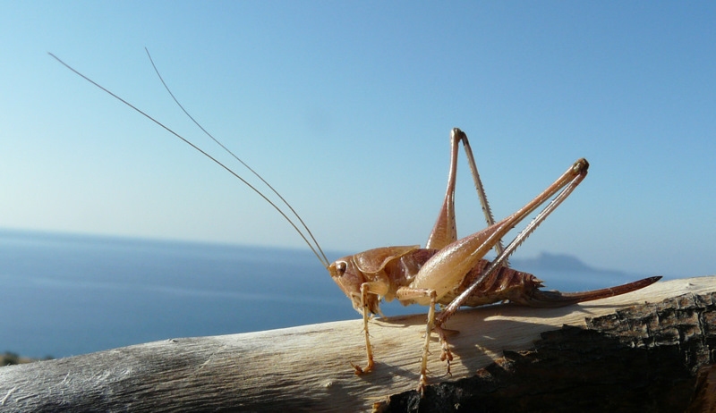 from Crete: Rhacocleis cf. germanica