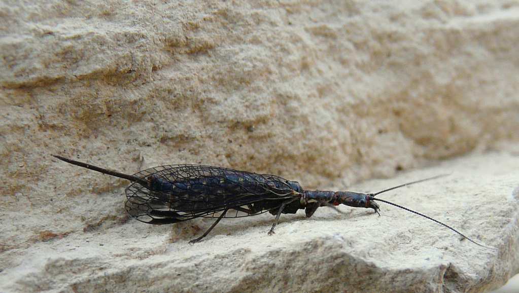 Fibla (Reisserella) pasiphae from Crete