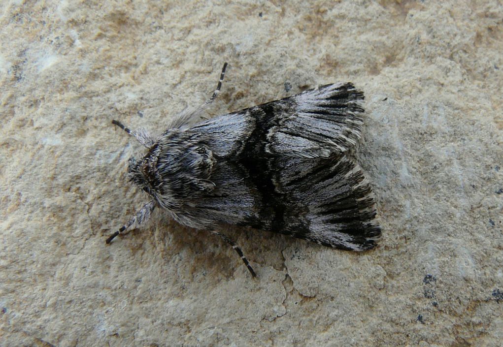 noctuid (3) from Crete - Omphalophana anatolica