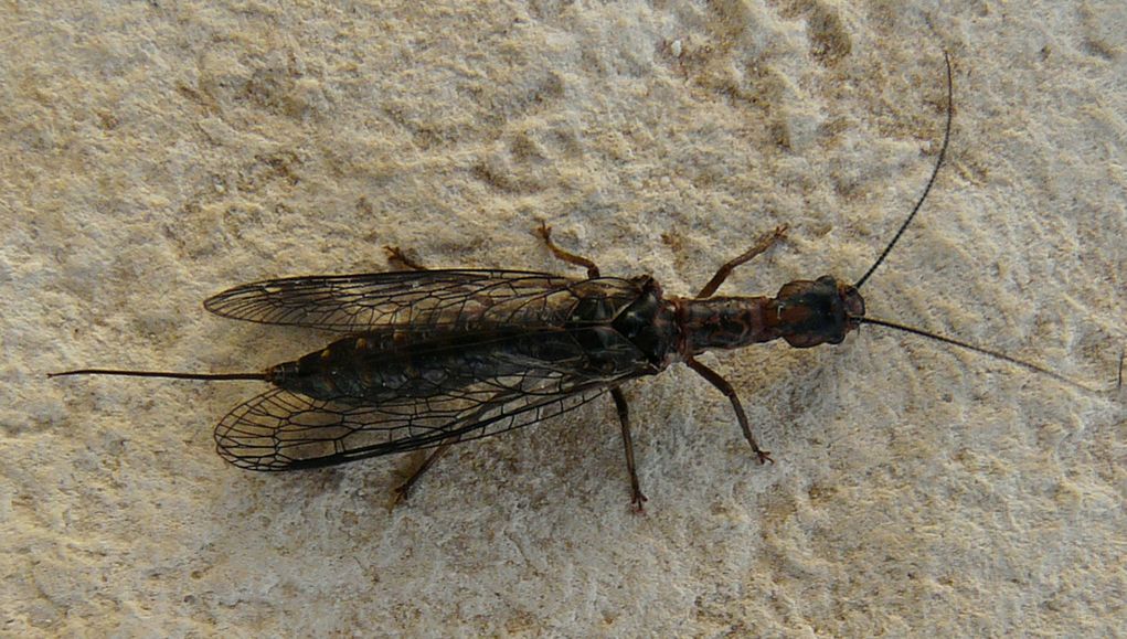 Fibla pasiphae