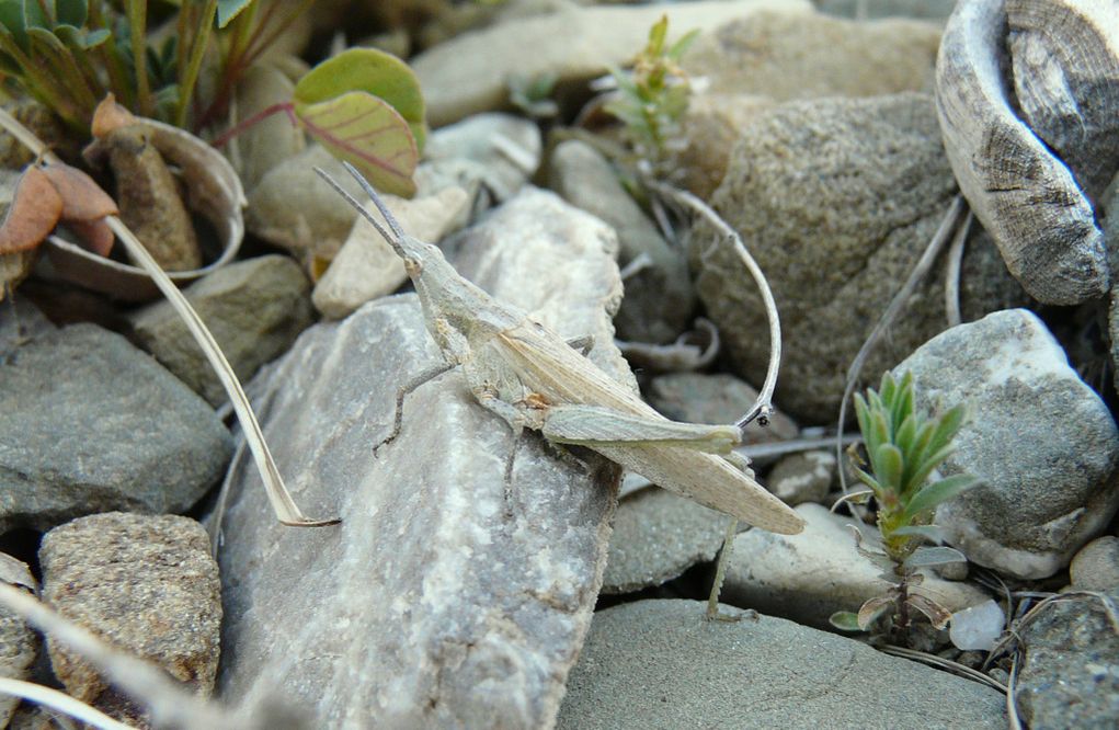 Orthoptera from Crete: Pyrgomorpha conica